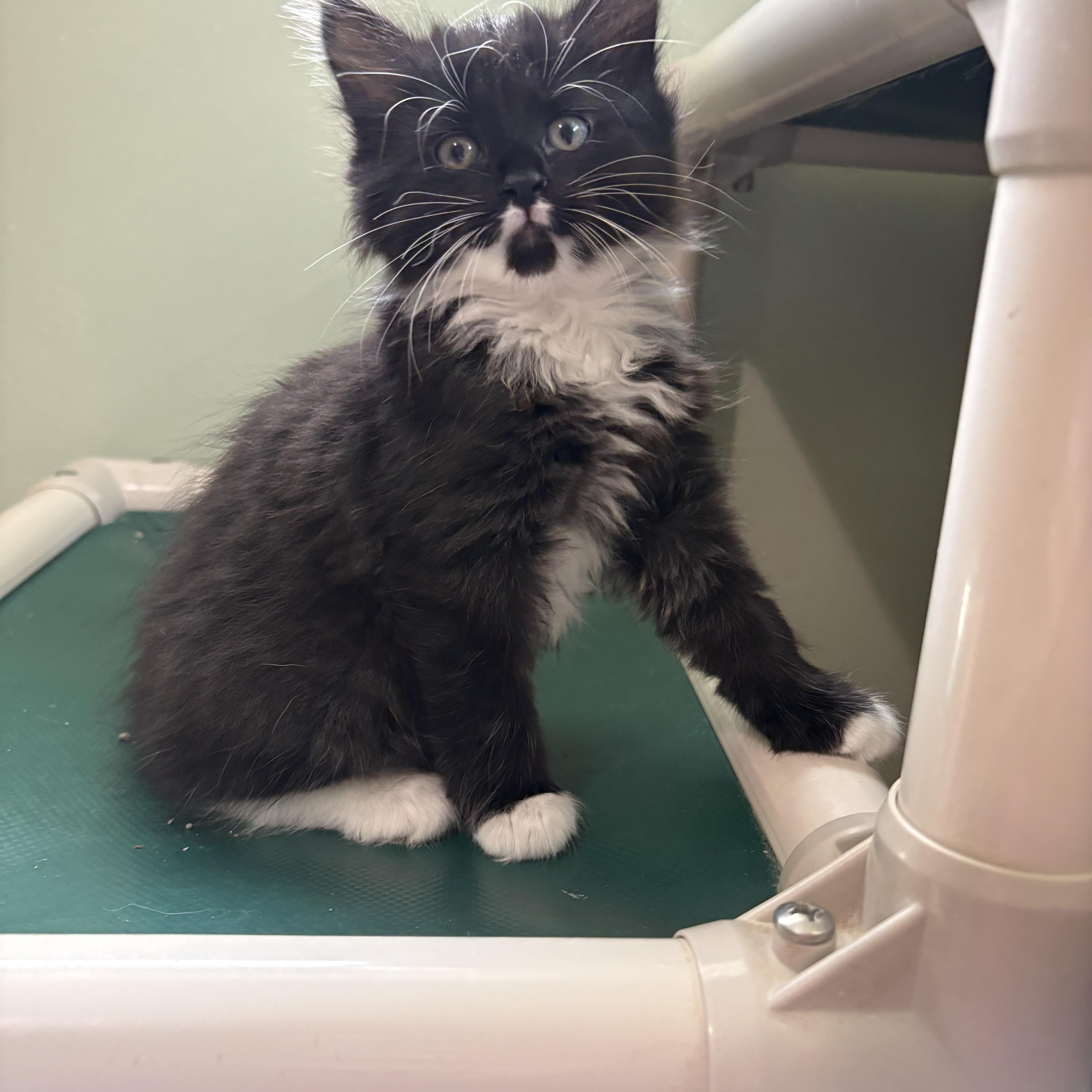 Phantom, an adopted Domestic Long Hair in Geneseo, IL image 1/2