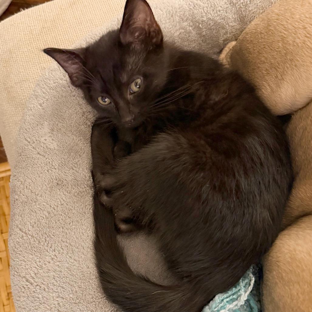 Enlarge Noah, a Adoptable Domestic Short Hair in Cincinnati, OH image 1/4