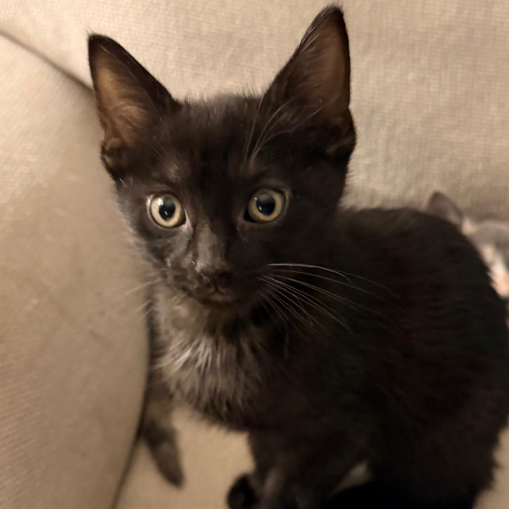 Enlarge Noah, a Adoptable Domestic Short Hair in Cincinnati, OH image 2/4