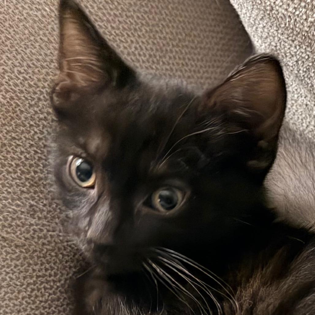 Enlarge Noah, a Adoptable Domestic Short Hair in Cincinnati, OH image 3/4