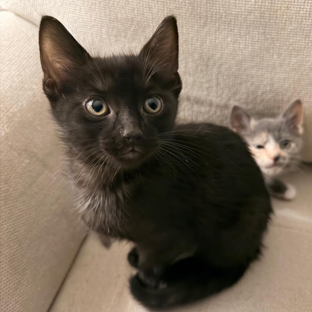 Enlarge Noah, a Adoptable Domestic Short Hair in Cincinnati, OH image 4/4