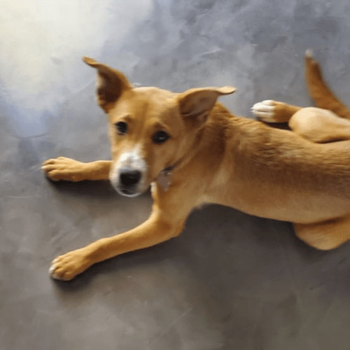 Dolce, Adopted, Puppy Female Mixed Breed.