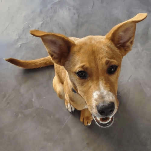 Enlarge Dolce, a Adopted mixed breed in West Vancouver, BC image 2/6