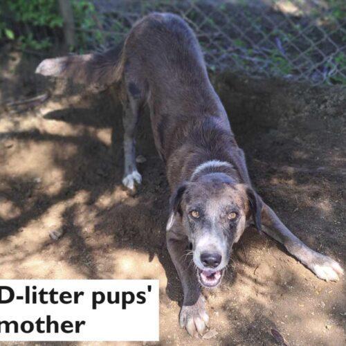 Enlarge Dolce, a Adopted mixed breed in West Vancouver, BC image 3/6