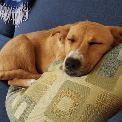 Enlarge Dolce, a Adopted mixed breed in West Vancouver, BC image 4/6