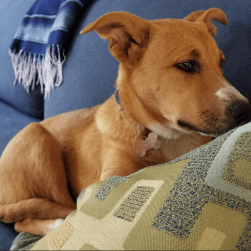 Enlarge Dolce, a Adopted mixed breed in West Vancouver, BC image 5/6