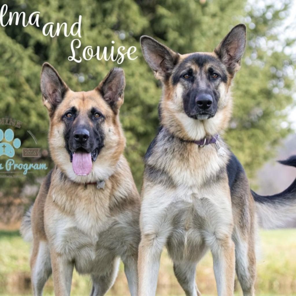 Enlarge Thelma, a Adoptable German Shepherd Dog in Union City, PA image 2/6