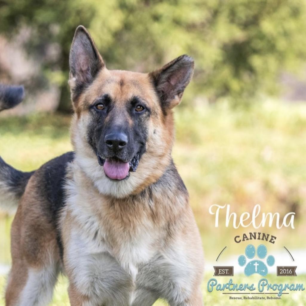 Enlarge Thelma, a Adoptable German Shepherd Dog in Union City, PA image 3/6