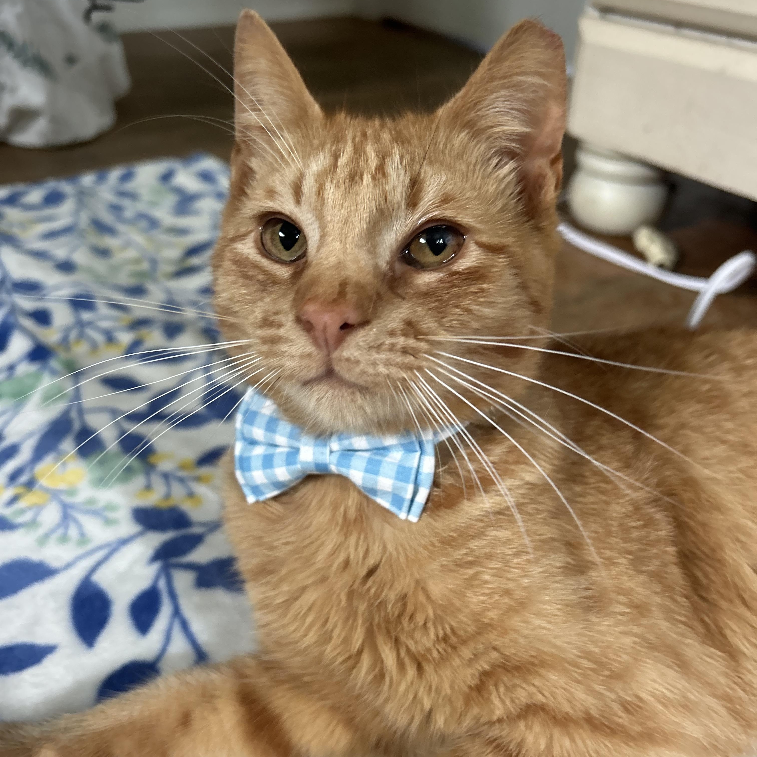Enlarge Saturn , a ADOPTABLE Domestic Short Hair in Fort Oglethorpe, GA image 5/6