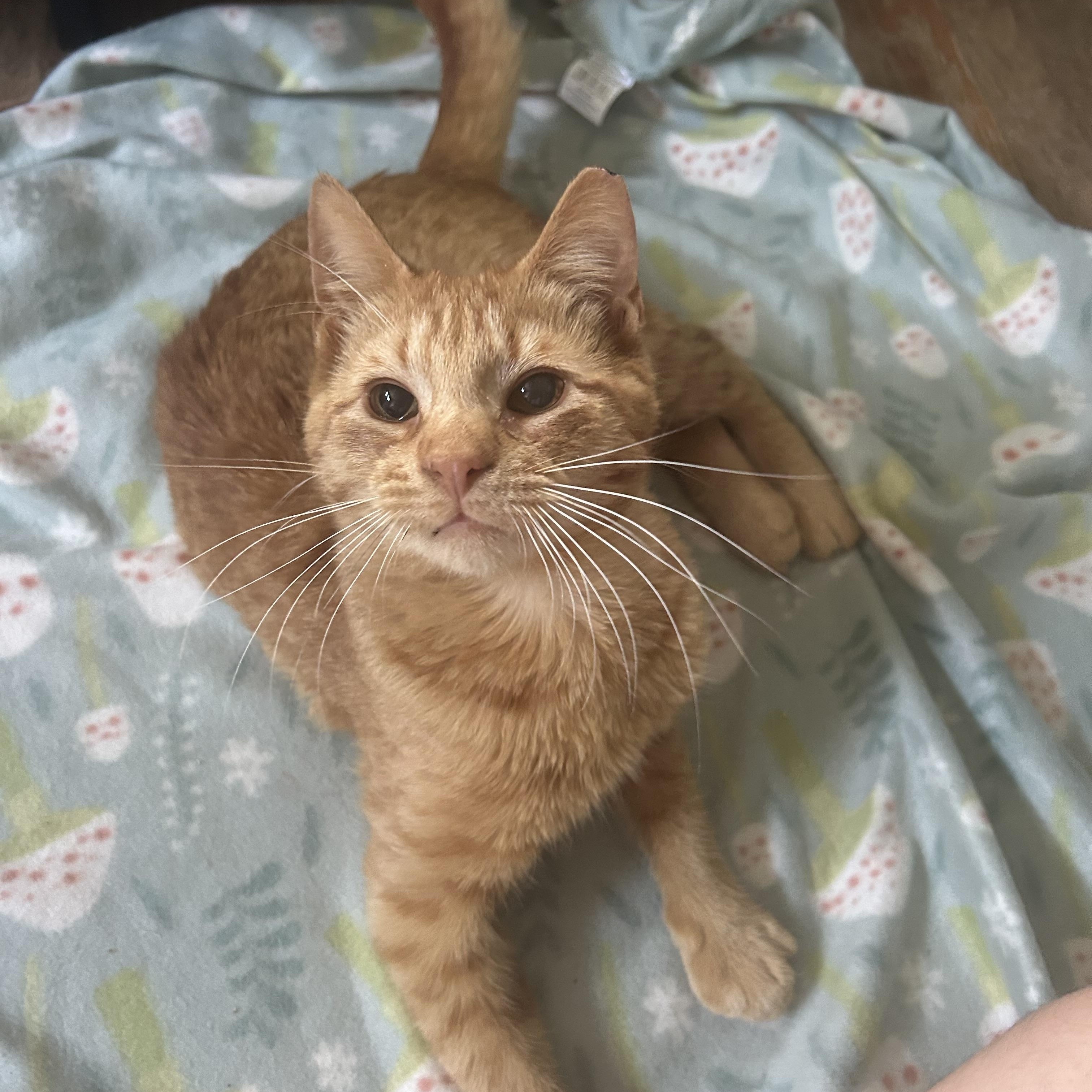 Enlarge Saturn , a ADOPTABLE Domestic Short Hair in Fort Oglethorpe, GA image 4/6