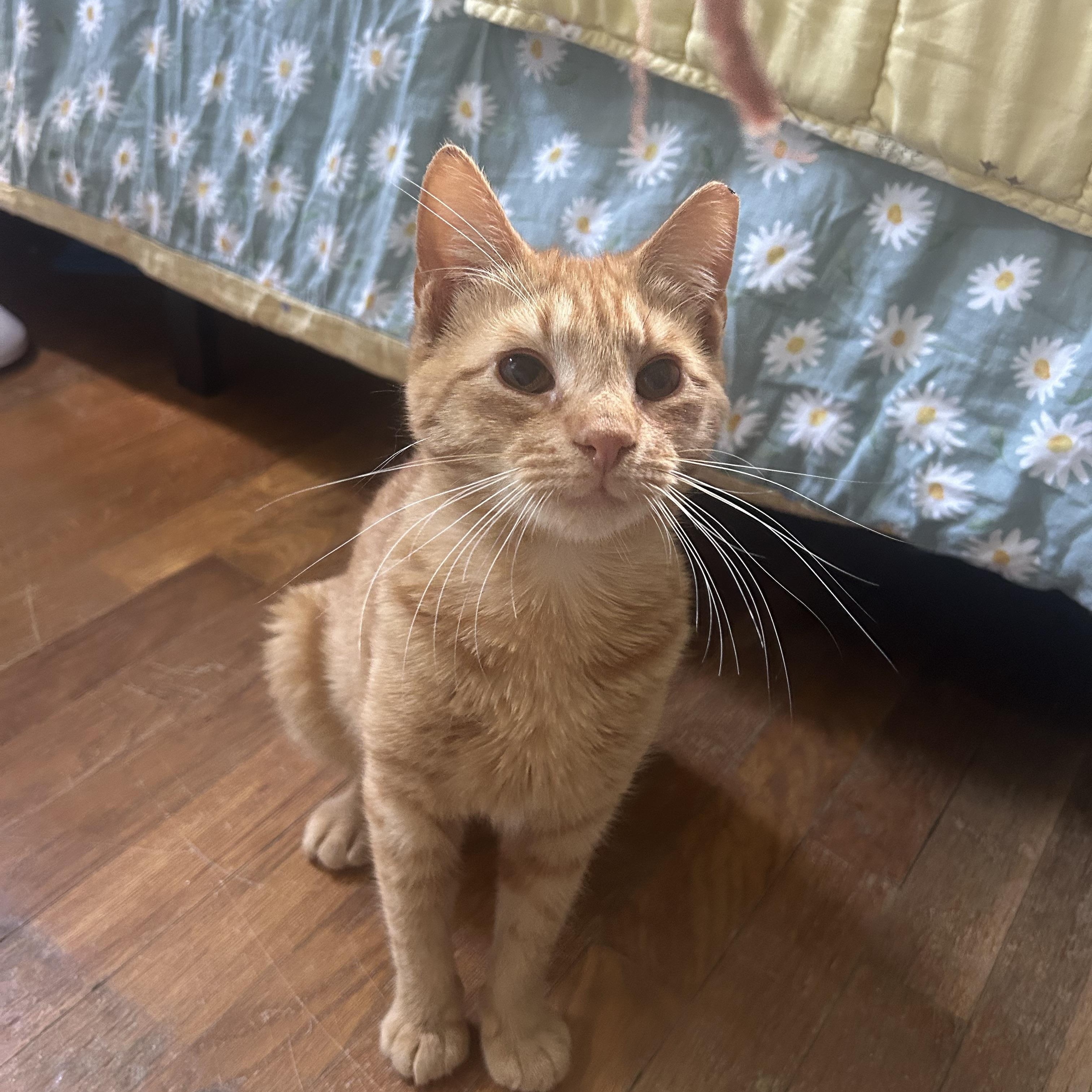 Enlarge Saturn , a ADOPTABLE Domestic Short Hair in Fort Oglethorpe, GA image 3/6
