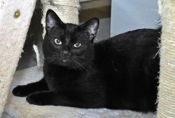 Sunny, an adoptable Domestic Short Hair in Coupeville, WA_image-1