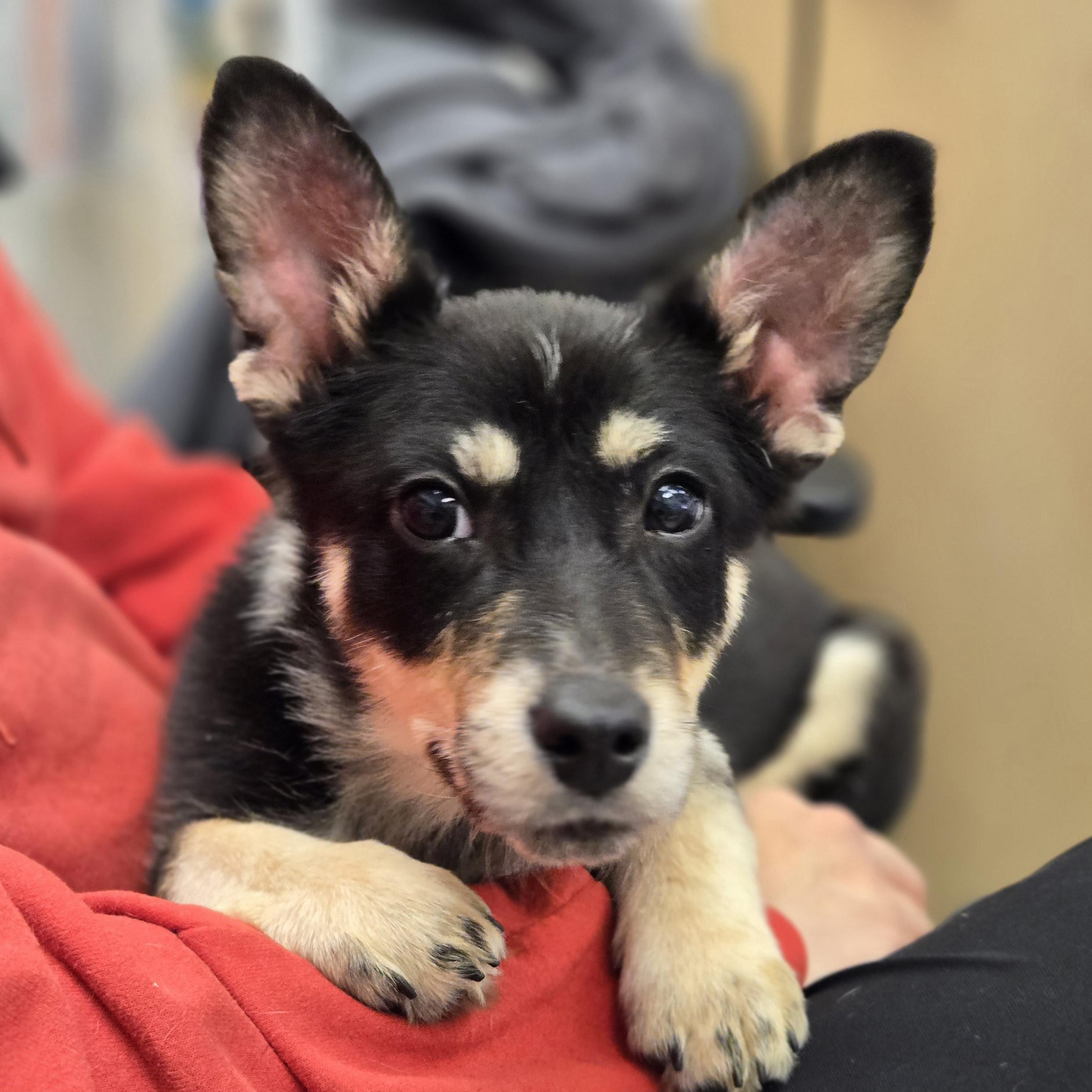 Pretzel, adopted, Puppy Male Shetland Sheepdog / Sheltie & Corgi.