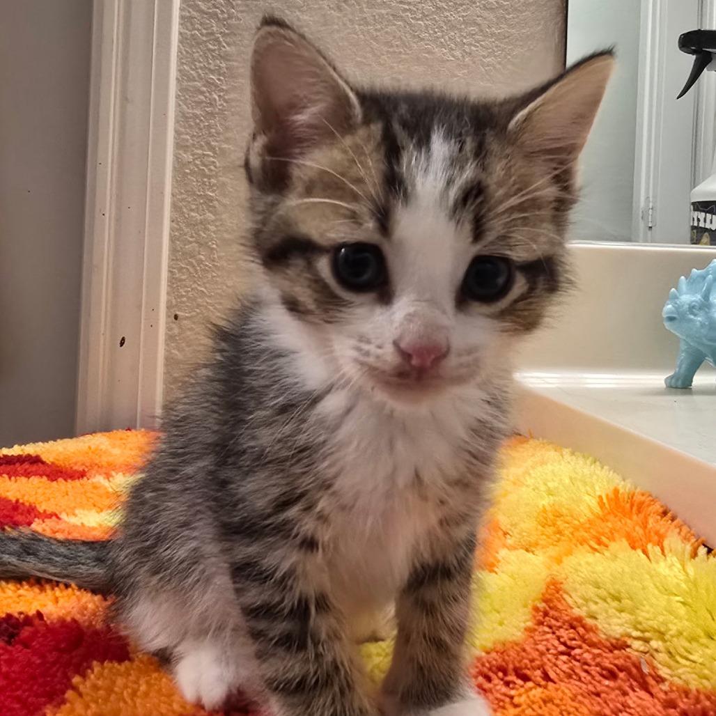 Charlie Tuna, a Adoptable Domestic Short Hair in Fort Worth, TX image 1/4