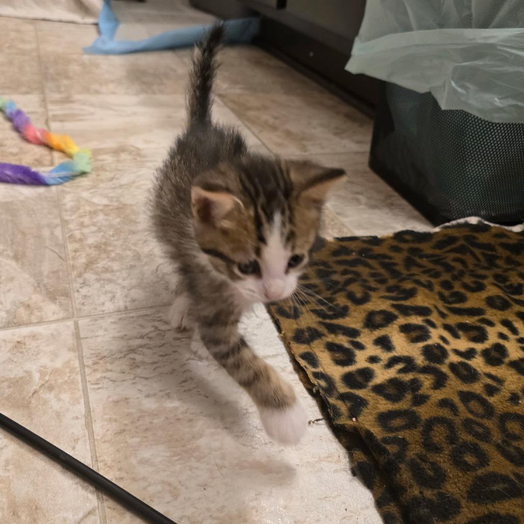Charlie Tuna, a Adoptable Domestic Short Hair in Fort Worth, TX image 2/4