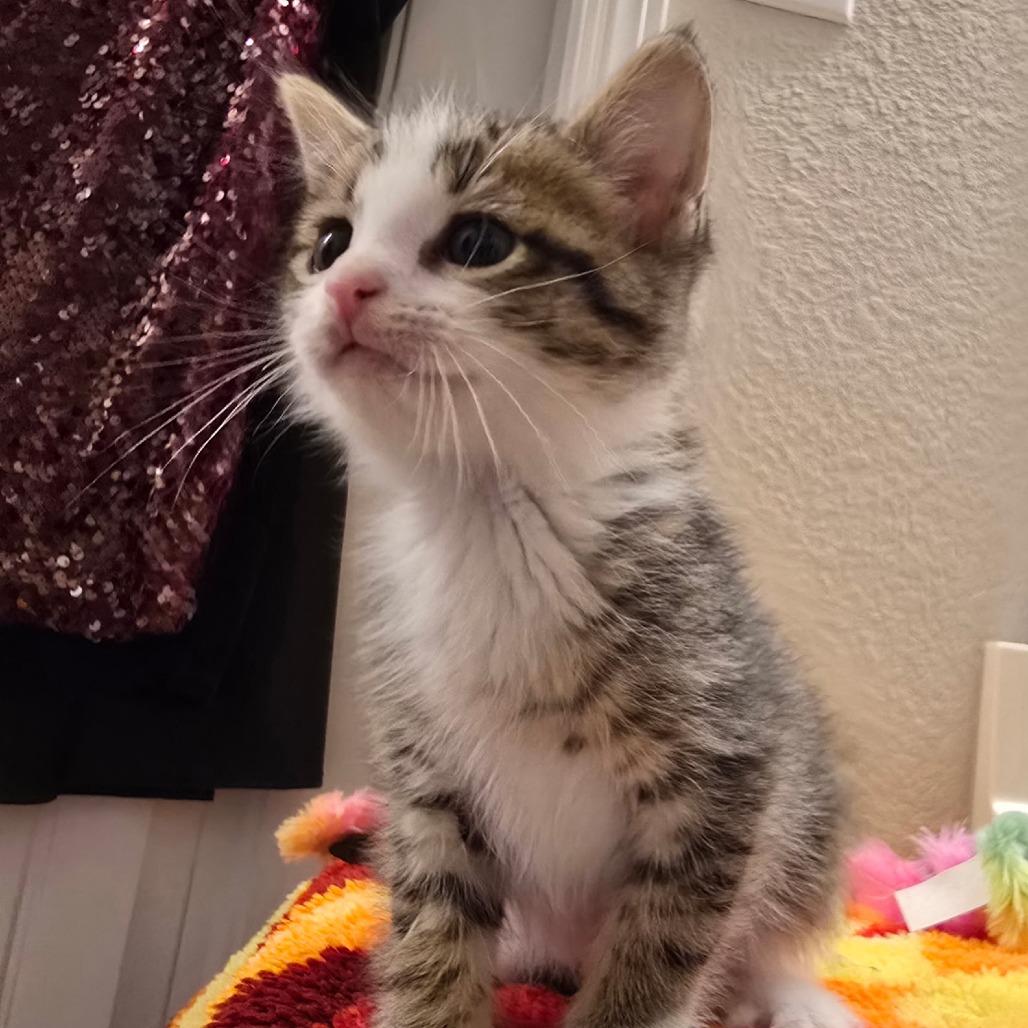 Charlie Tuna, a Adoptable Domestic Short Hair in Fort Worth, TX image 3/4