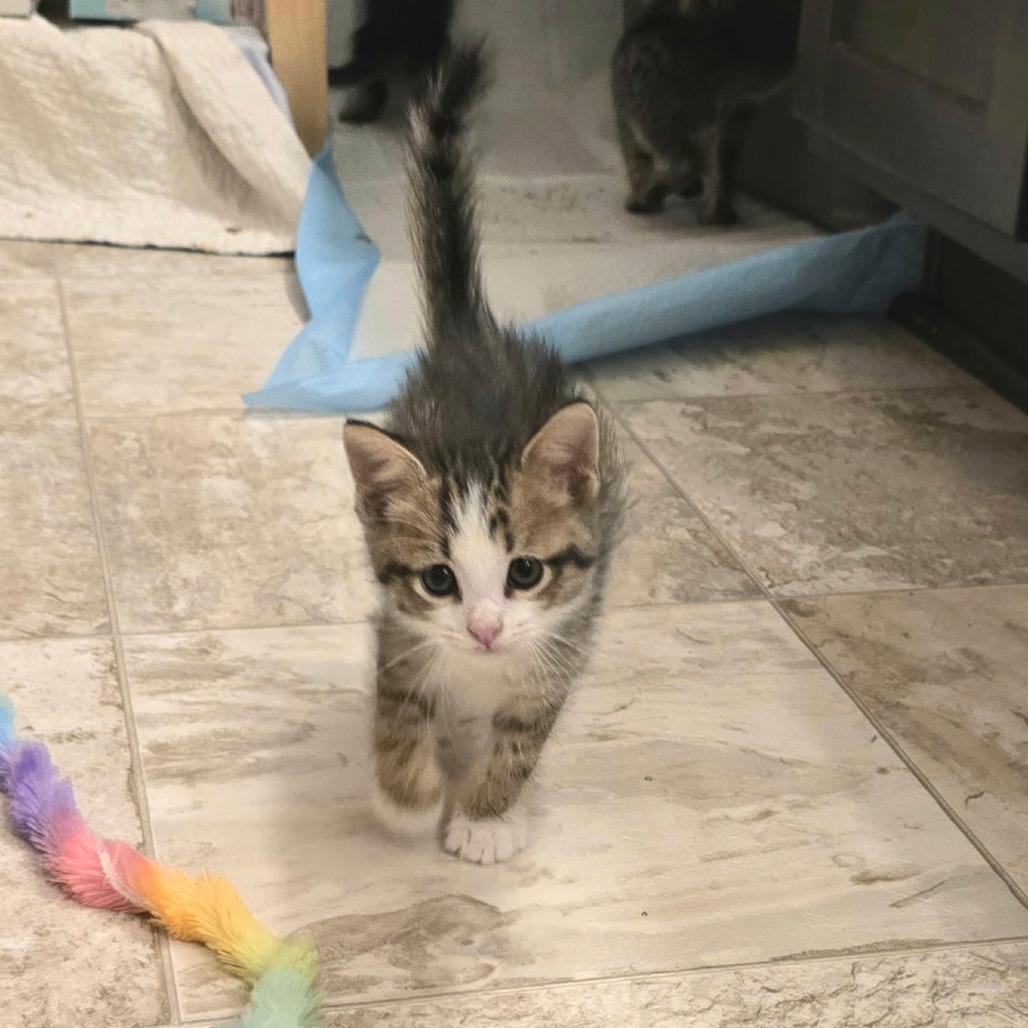 Charlie Tuna, a Adoptable Domestic Short Hair in Fort Worth, TX image 4/4