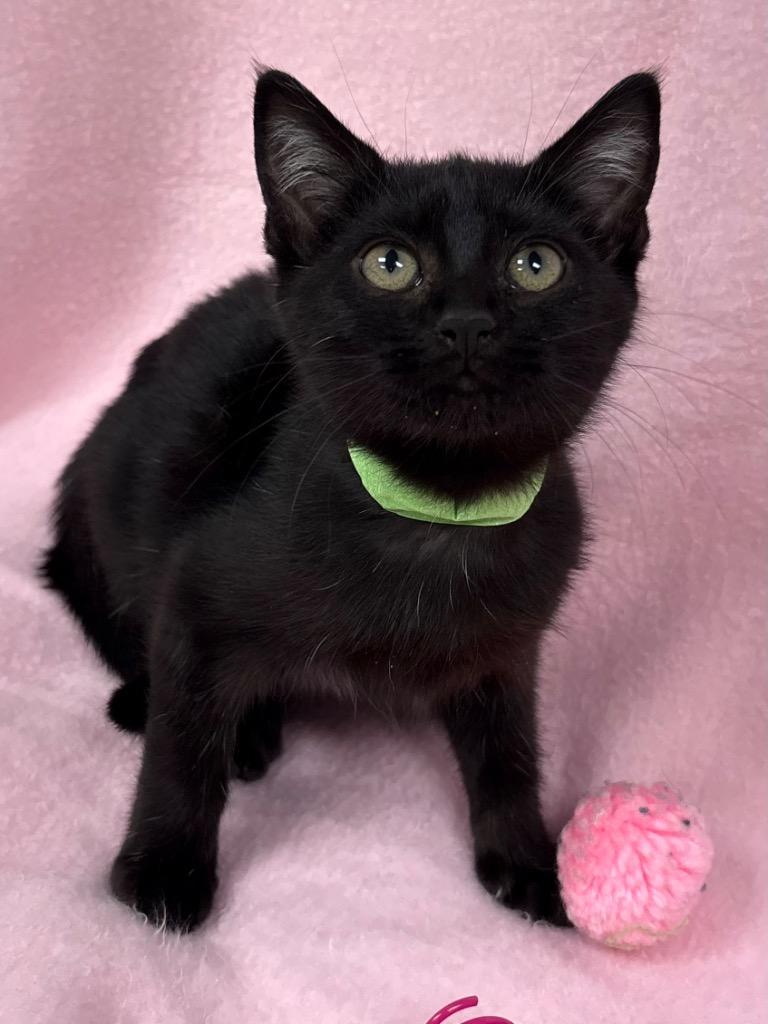 DC - Poison Ivy / AC 27871 B, a Adoptable mixed breed in Greeneville, TN image 1/3