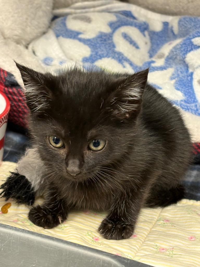 DC Couples / Poison Ivy / AC 27871 B, Adoptable, Kitten Female Domestic Short Hair.