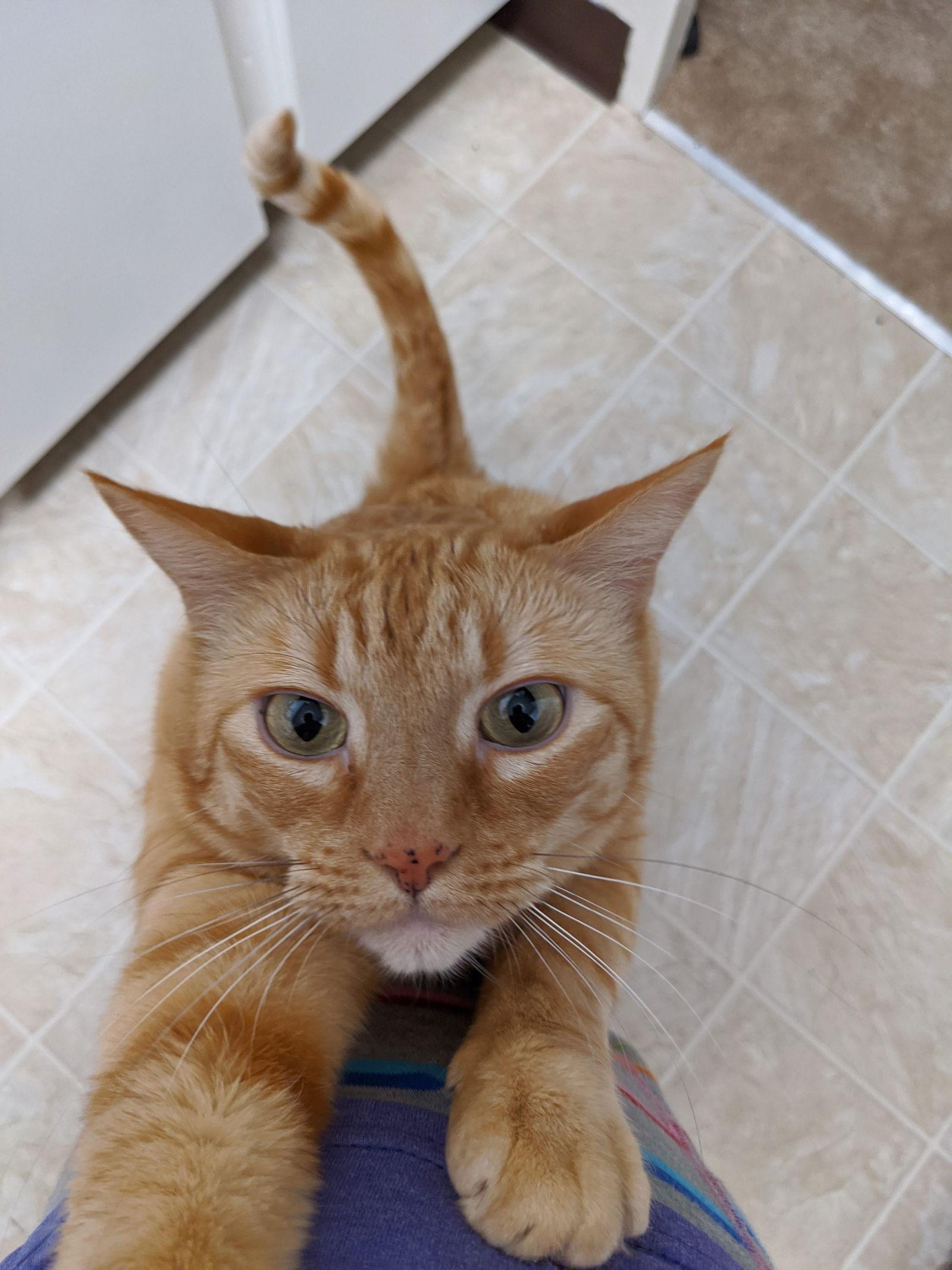 Fred + George, Adoptable, Adult Male Domestic Short Hair.