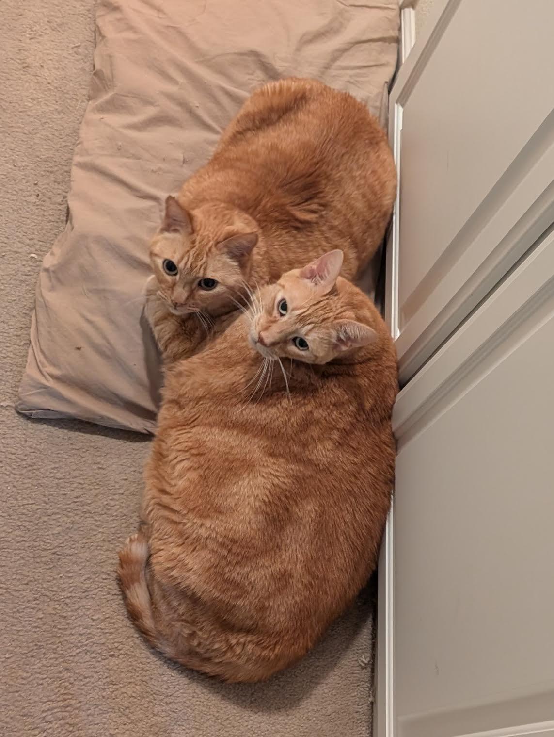 Enlarge Fred + George, a Adoptable Domestic Short Hair in Davis, CA image 2/3