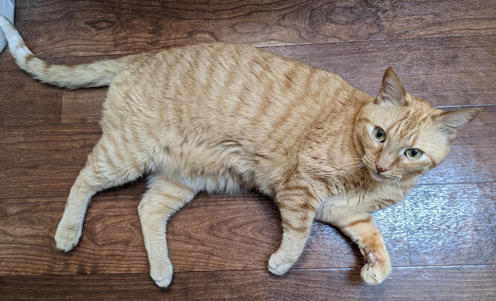 Enlarge Fred + George, a Adoptable Domestic Short Hair in Davis, CA image 3/3