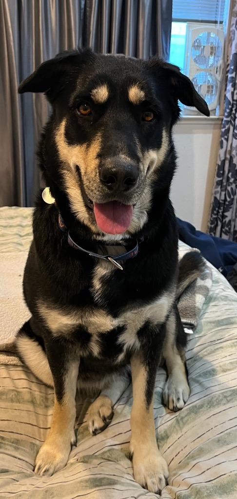 Beverly Cleary, Adoptable, Adult Female German Shepherd Dog.