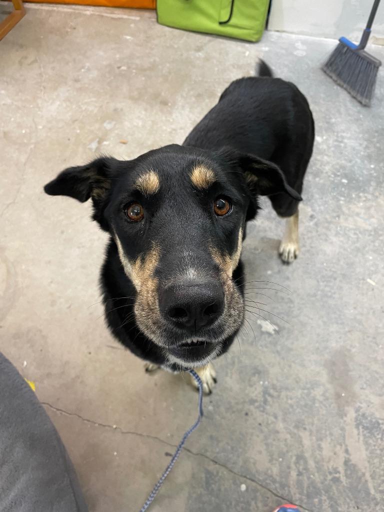 Enlarge Beverly Cleary, a Adoptable mixed breed in Reno, NV image 2/6