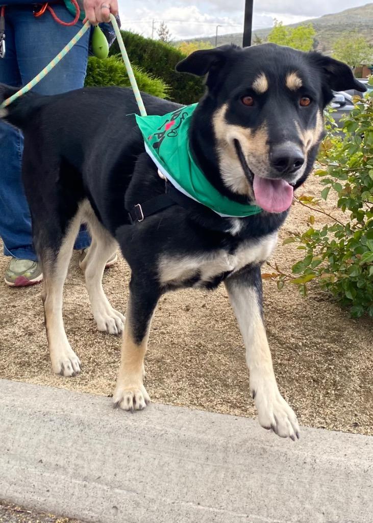 Beverly Cleary, Adoptable, Adult Female German Shepherd Dog.