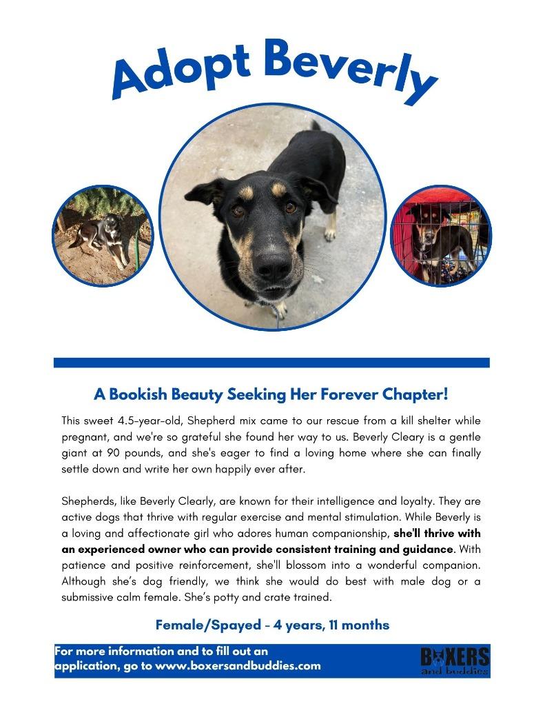 Enlarge Beverly Cleary, a Adoptable mixed breed in Reno, NV image 5/6