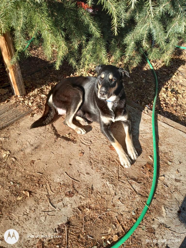 Enlarge Beverly Cleary, a Adoptable mixed breed in Reno, NV image 6/6