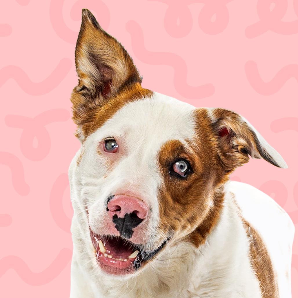 Khoda, a Adoptable Australian Shepherd in Reno, NV image 1/4