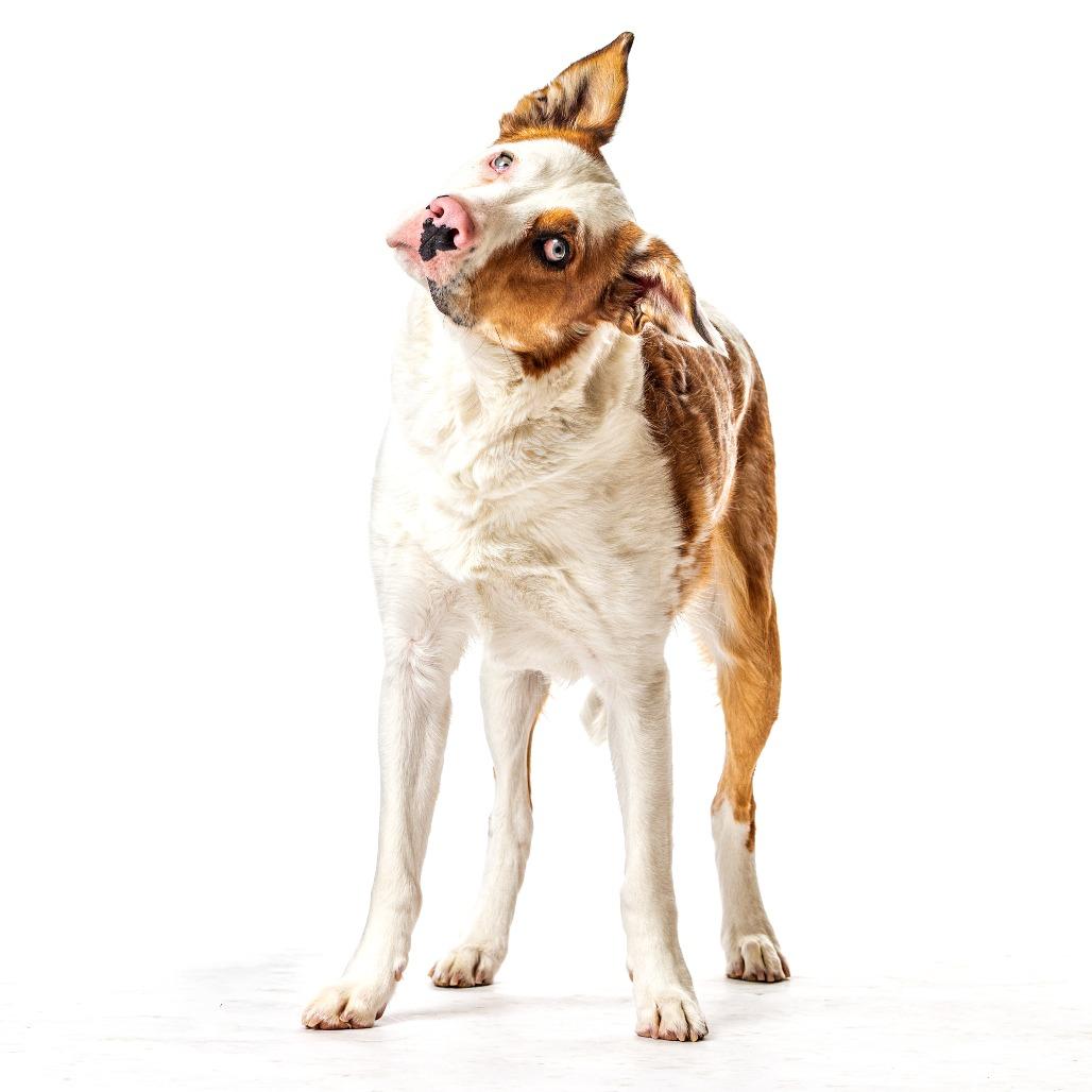 Khoda, a Adoptable Australian Shepherd in Reno, NV image 2/4