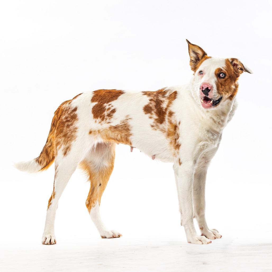 Khoda, a Adoptable Australian Shepherd in Reno, NV image 3/4