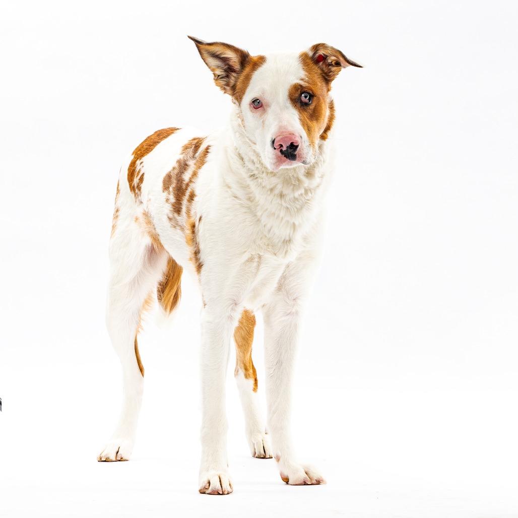 Khoda, a Adoptable Australian Shepherd in Reno, NV image 4/4