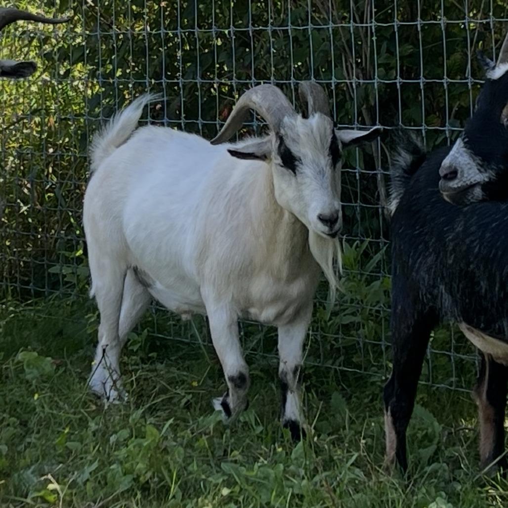 Toby, Adoptable, Adult Male Goat.