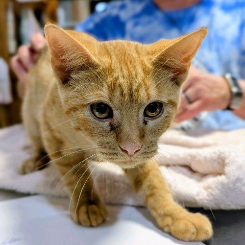 Enlarge Russel, a Adoptable Domestic Short Hair in New Market, MN image 1/1