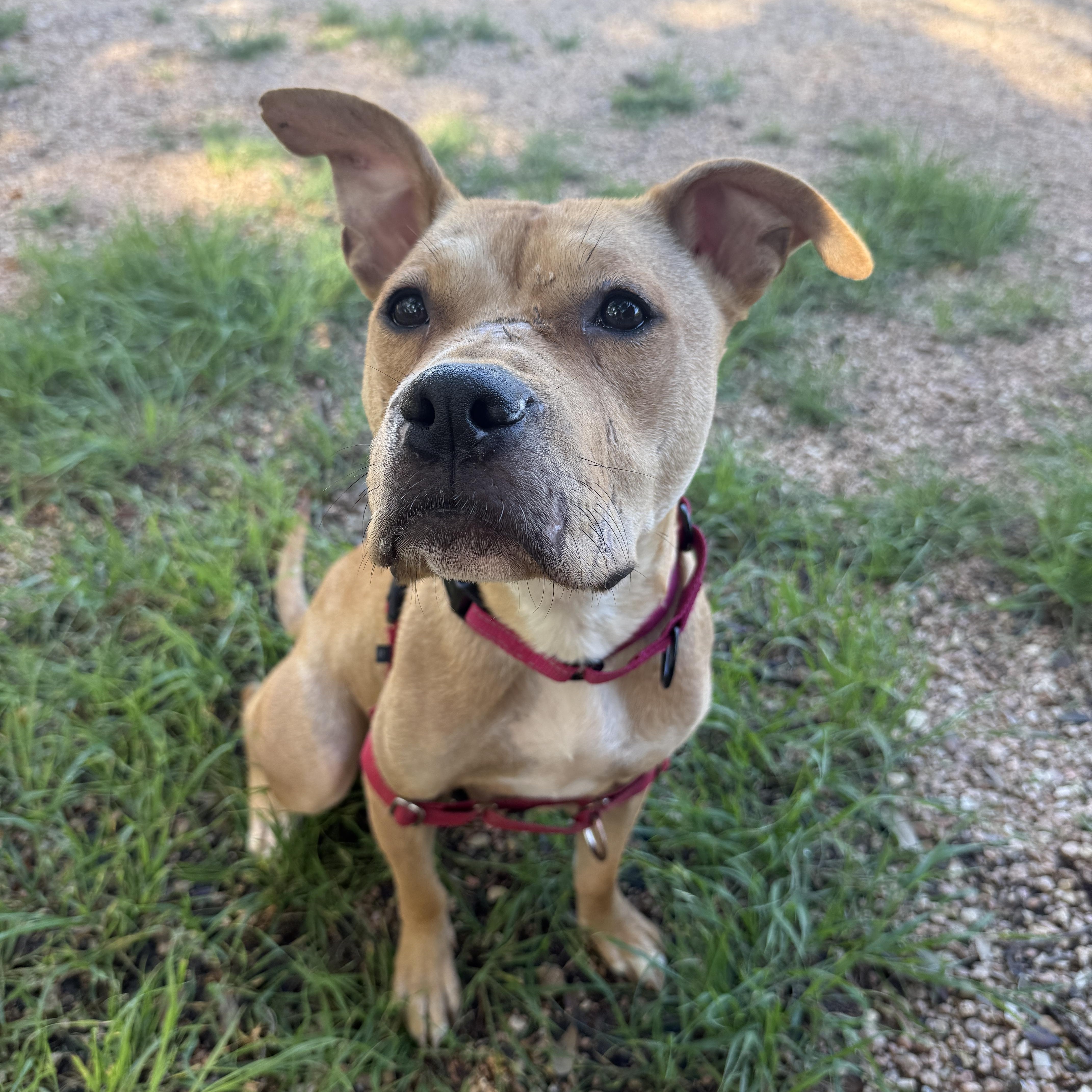 Mary, a ADOPTABLE mixed breed in Bulverde, TX image 4/6