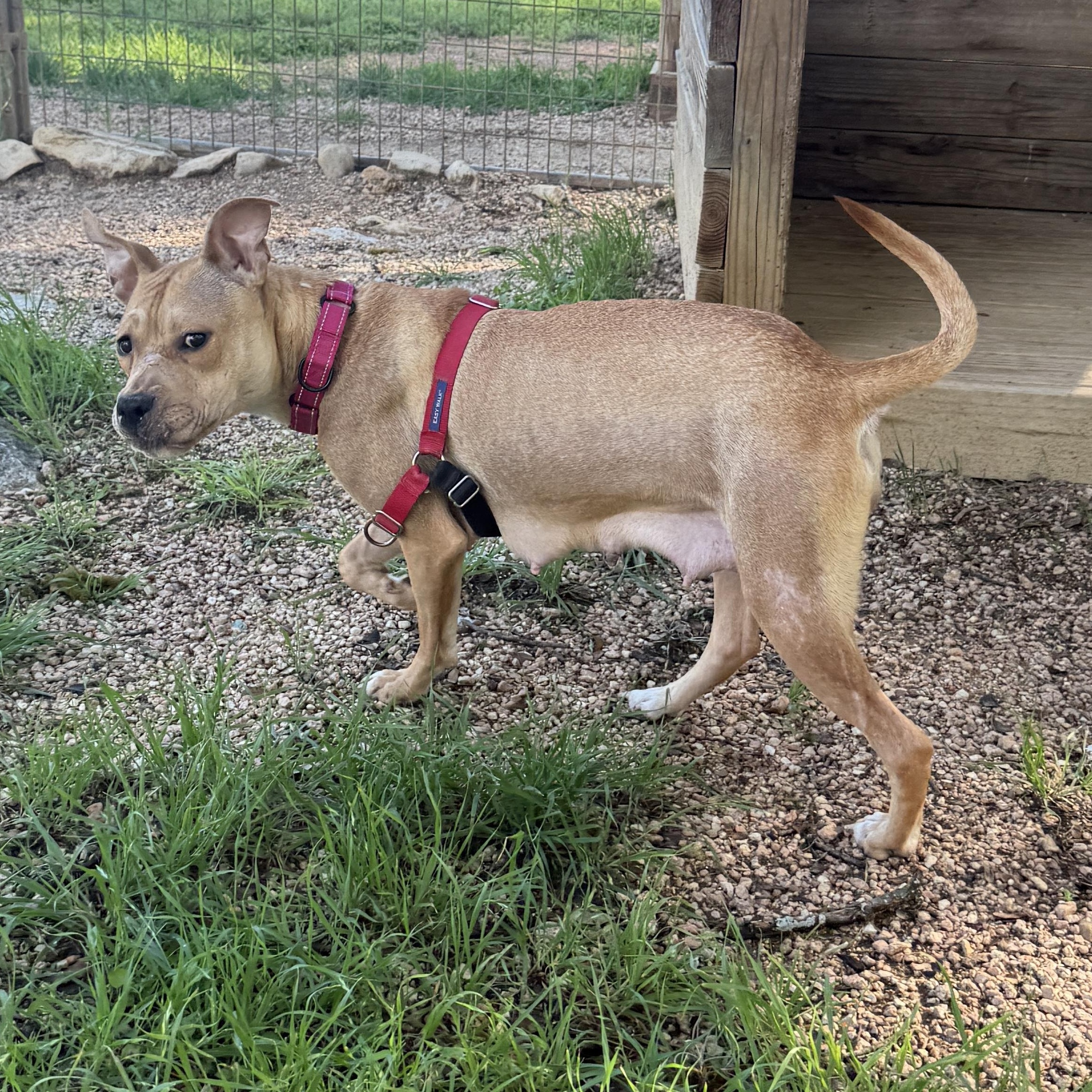 Mary, a ADOPTABLE mixed breed in Bulverde, TX image 6/6