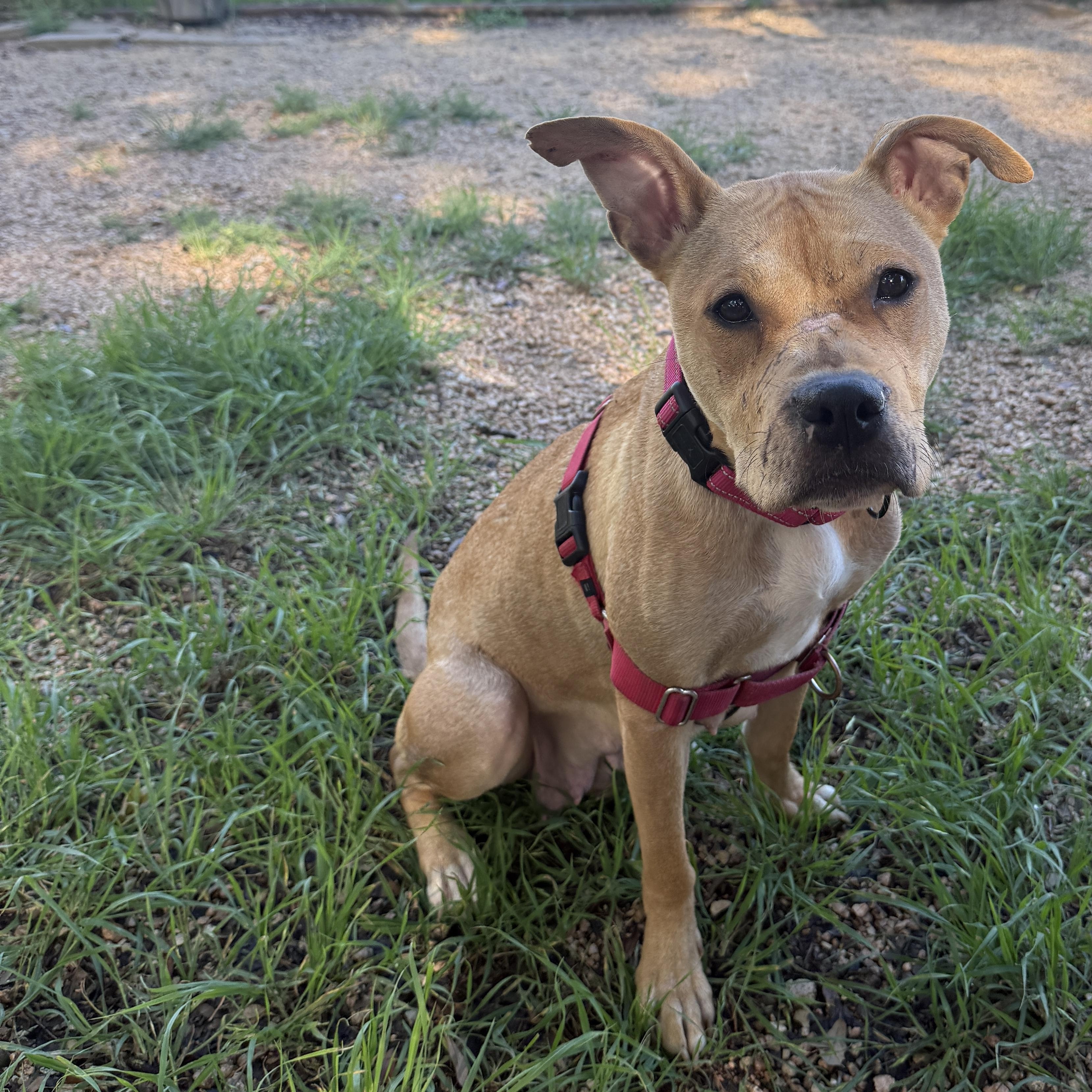 Mary, a ADOPTABLE mixed breed in Bulverde, TX image 3/6
