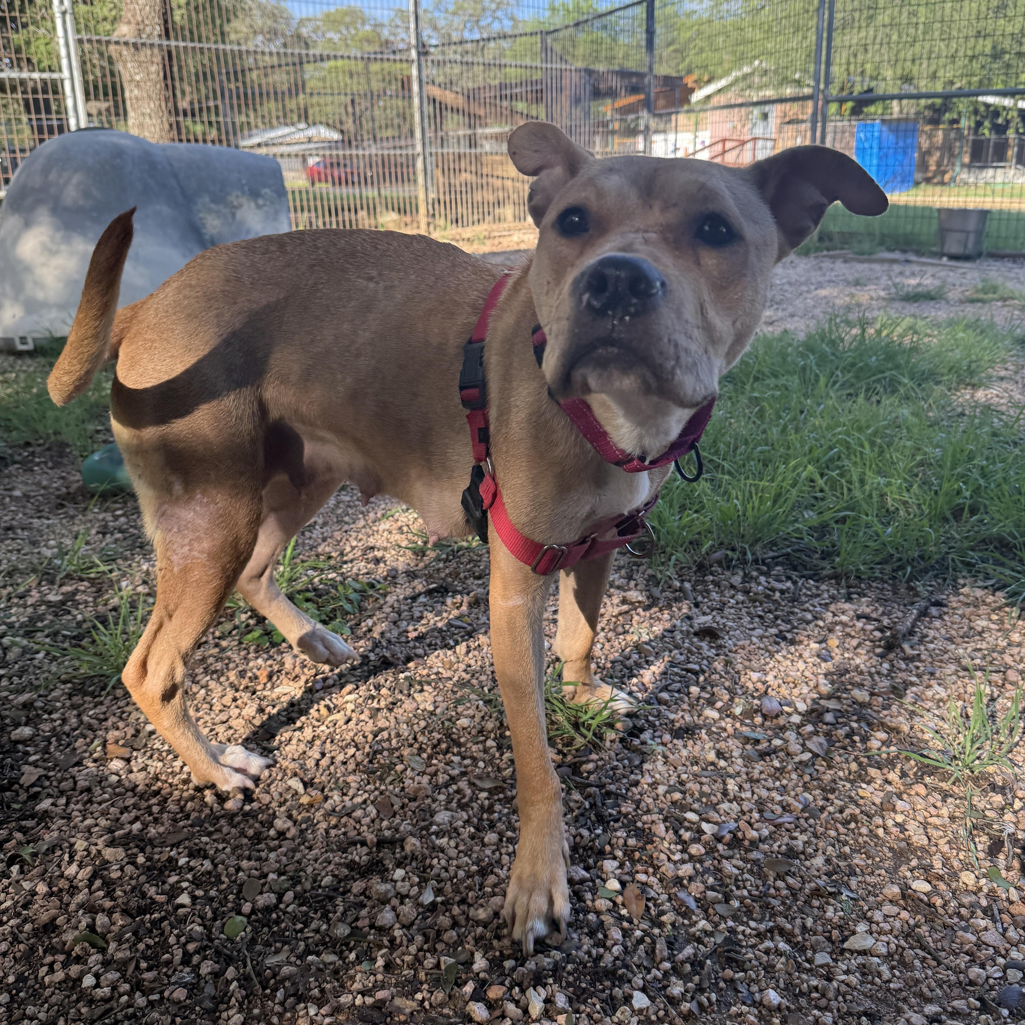 Mary, a ADOPTABLE mixed breed in Bulverde, TX image 5/6