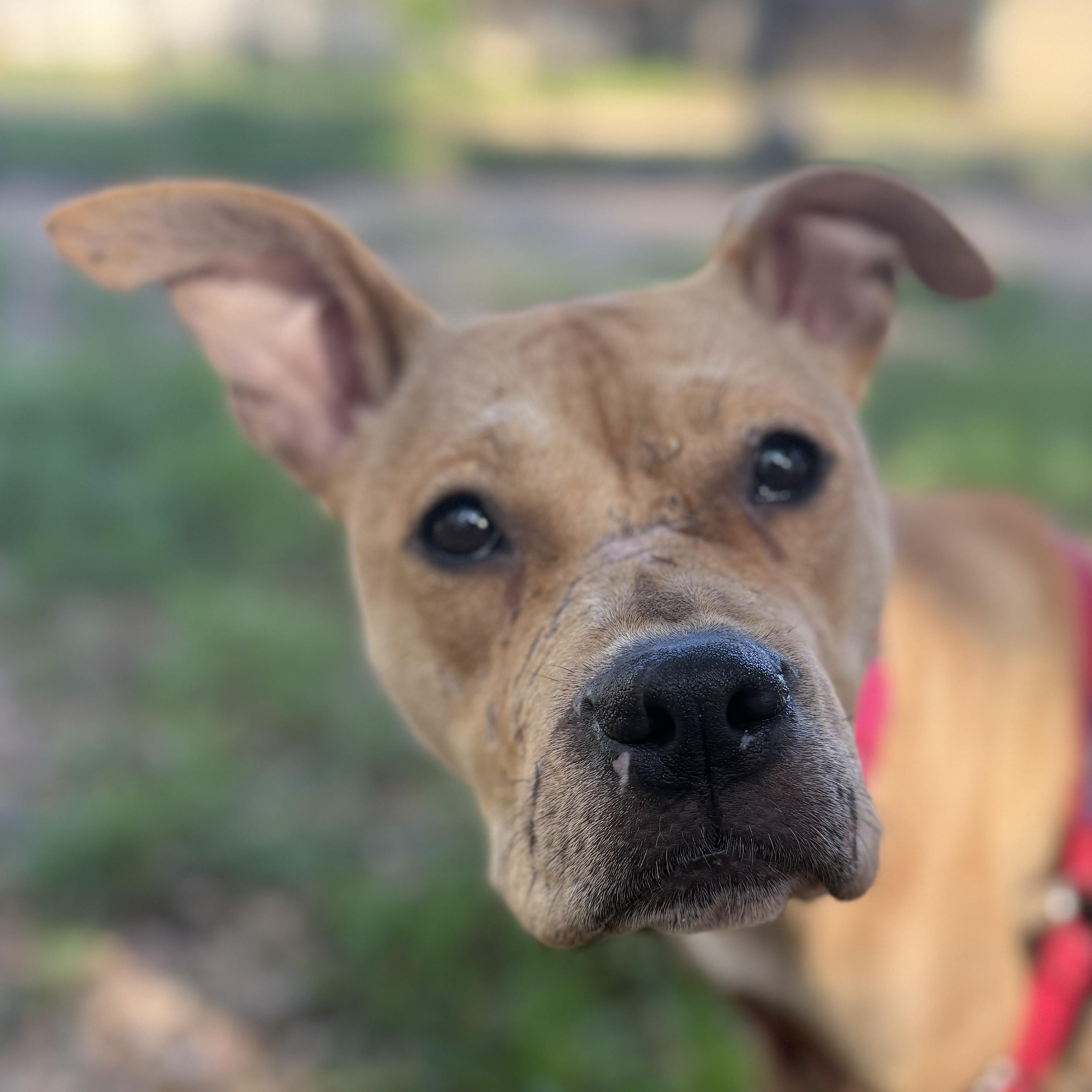 Mary, ADOPTABLE, Adult Female Terrier.