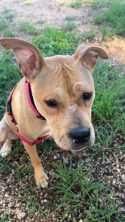 Enlarge Mary, a ADOPTABLE mixed breed in Bulverde, TX video 2/6