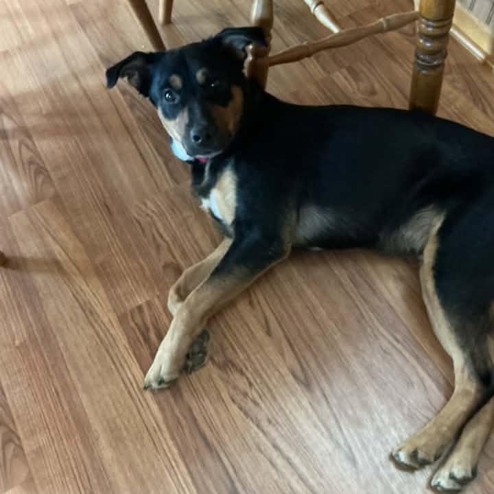 Enlarge Cinnamon Toast, a Adoptable Mixed Breed in Racine, WI image 2/5