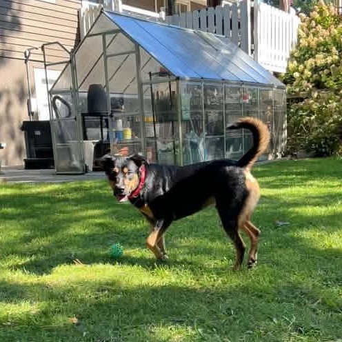 Enlarge Cinnamon Toast, a Adoptable Mixed Breed in Racine, WI image 5/5