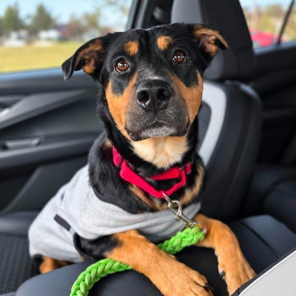 Enlarge Cinnamon Toast, a Adoptable Mixed Breed in Racine, WI image 3/5