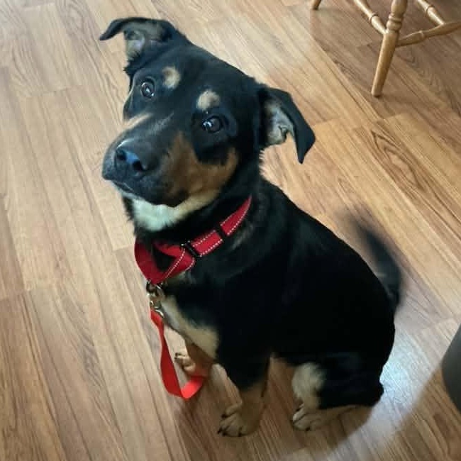 Enlarge Cinnamon Toast, a Adoptable Mixed Breed in Racine, WI image 4/5