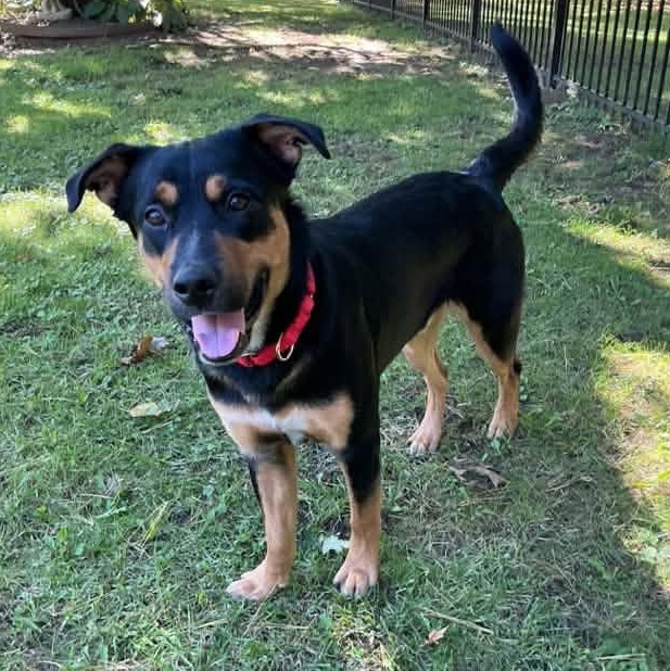 Cinnamon Toast, Adoptable, Adult Male Mixed Breed.