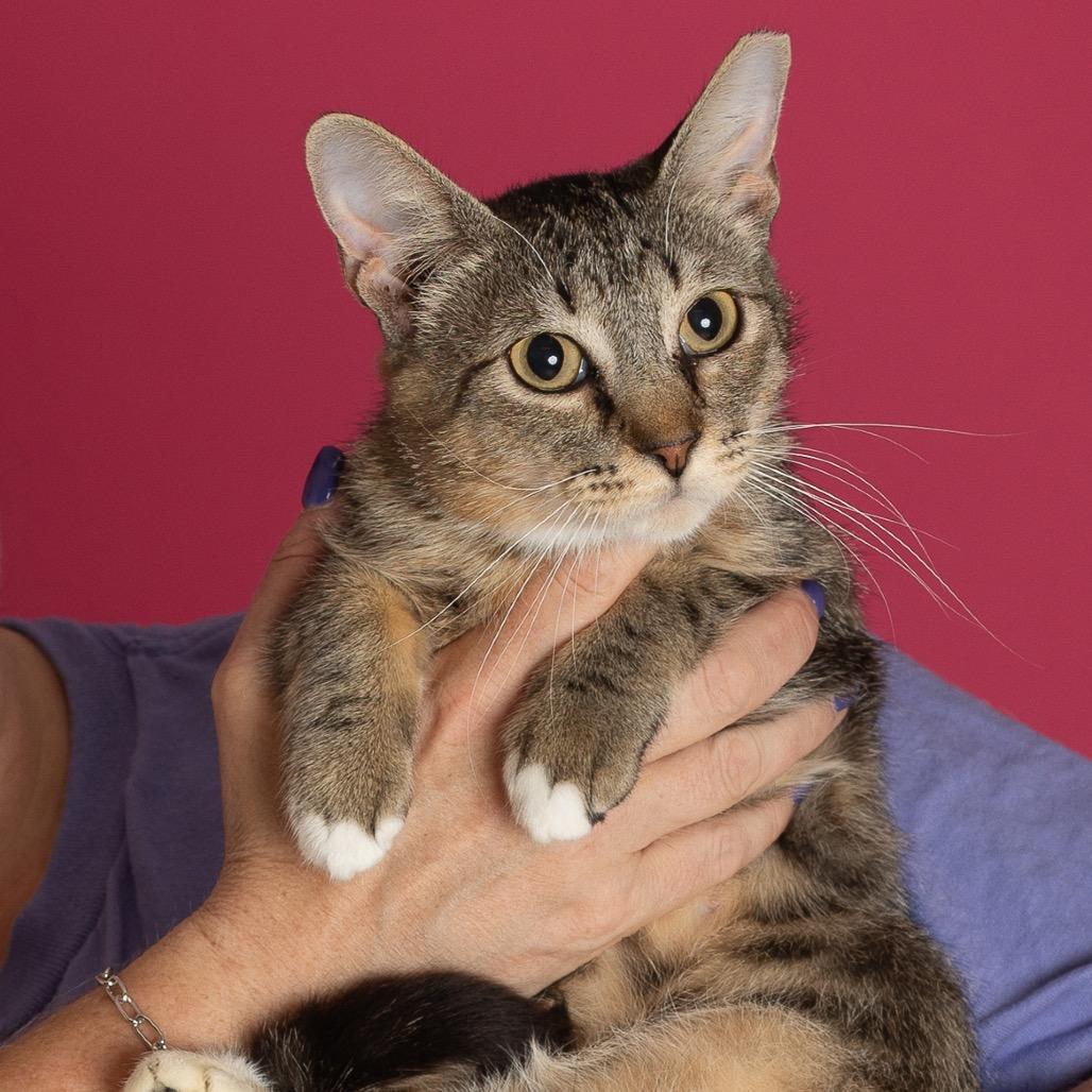 Enlarge CiCi, a Adoptable Domestic Short Hair in Tulsa, OK image 2/4
