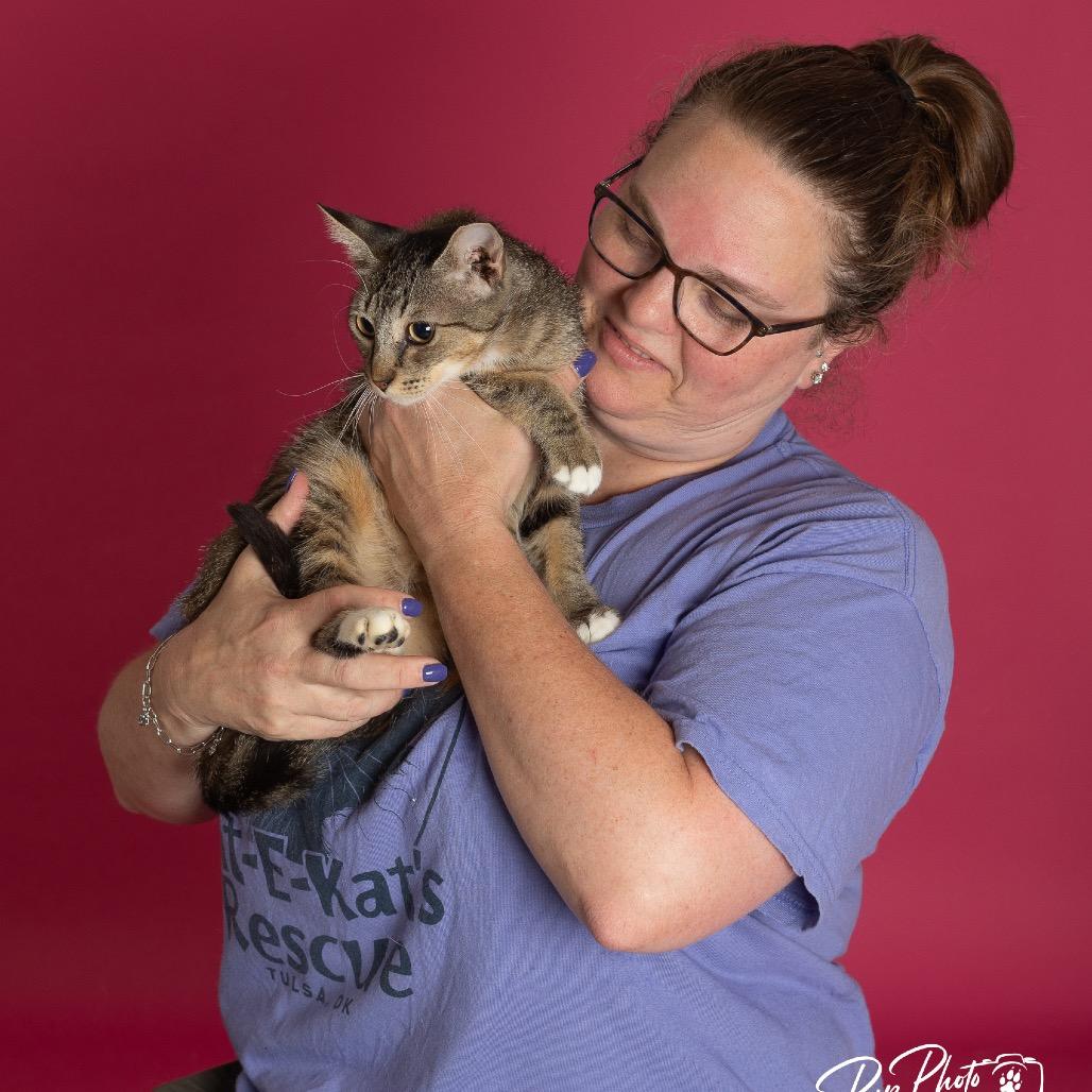Enlarge CiCi, a Adoptable Domestic Short Hair in Tulsa, OK image 3/4